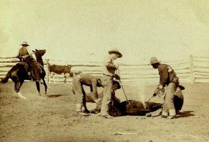 cowboys branding cattle