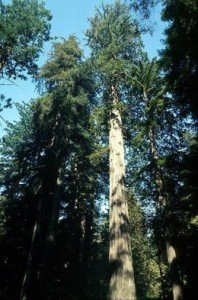 california redwood trees