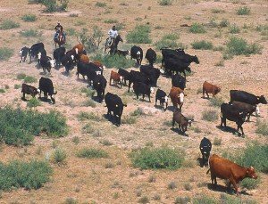 cattle roundup