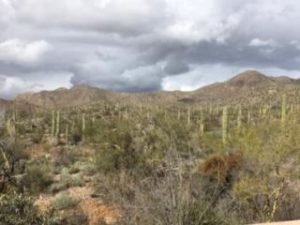 arizona cactus photos