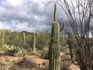 saguaro cactus